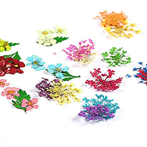 Nail Art Design - Set of 12 Color Nail Dried Flowers-Jayden- Nail Supply American Gel Polish - Phuong Ni